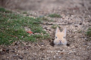 ウサギの赤ちゃん